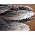 Rodada inteira congelada 300-500g Skipjack atum para enlatado